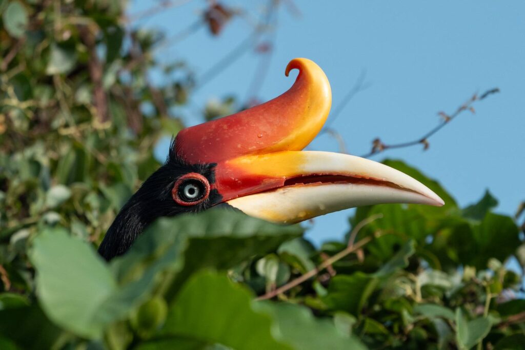 Nashornvogel_12_05_2025_06