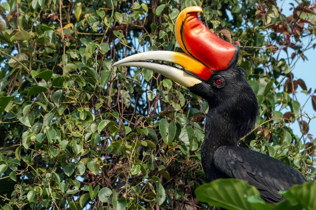 Nashornvogel_12_05_2025_07