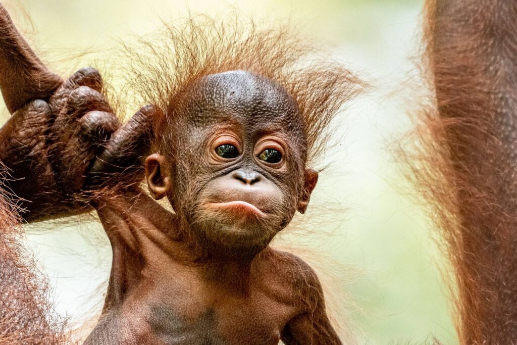 Orangutans_12_05_2025_01