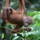 Impressionen aus Borneo
