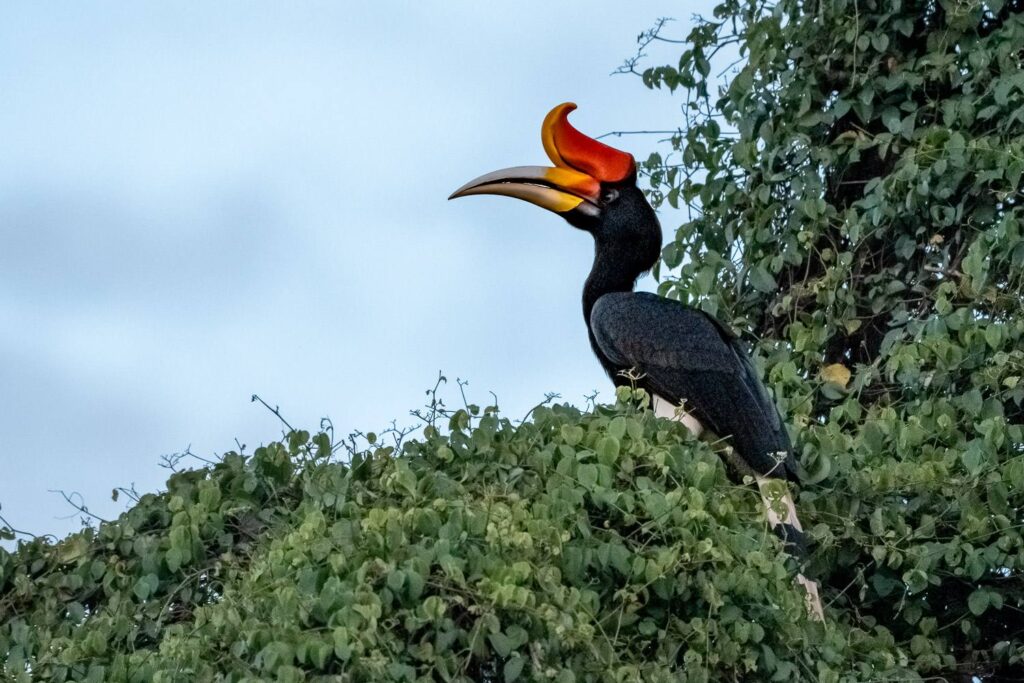 Vogelfotografie Borneo Fotosafari 1