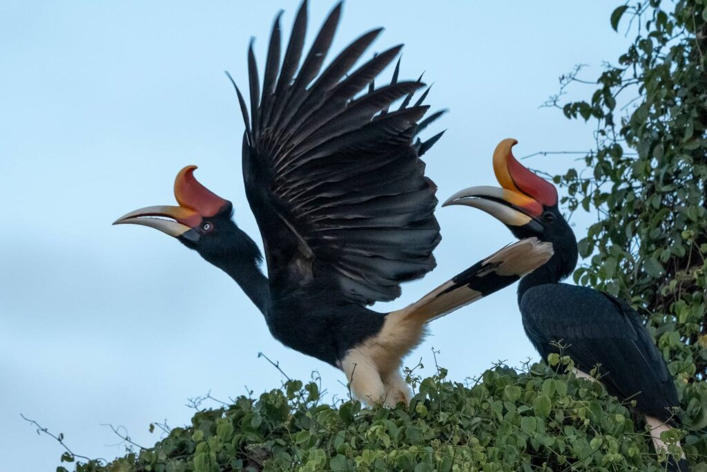 Diese Vögel sind keine gewöhnlichen Geschöpfe. Mit ihren markanten, farbenprächtigen Schnäbeln und ihrem stolzen Flug wirken sie wie Wesen aus einer anderen Welt – fast wie Wächter eines vergessenen Paradieses.