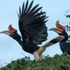Im Herzen des Dschungels – Begegnung mit dem Nashornvogel