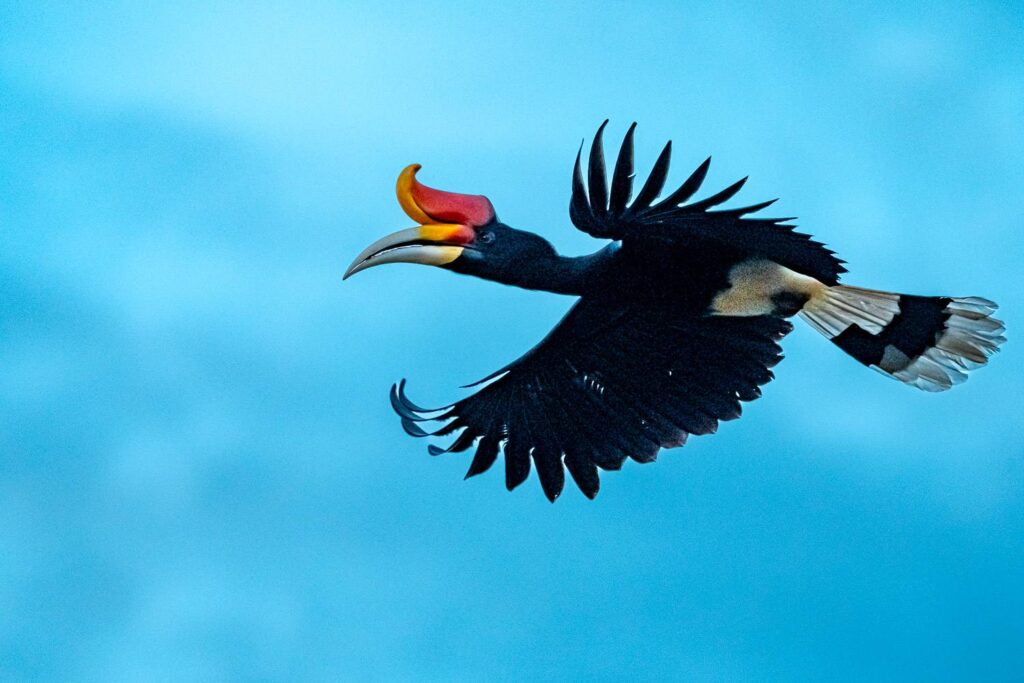 Vogelfotografie Borneo Fotosafari 2