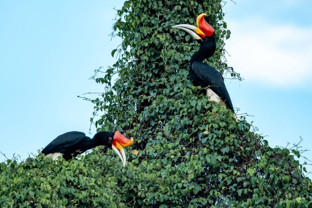 Vogelfotografie Borneo Fotosafari 4