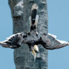 Sturzflug aus dem Dschungel – Der Weißhelm-Hornvogel im Flugmanöver