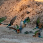 Staubtanz im Abendlicht – Magische Momente im South Luangwa