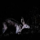 Ein Schatten in der Nacht – Unsere erste Begegnung mit einem Erdferkel