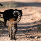 3 Leoparden am ersten Vormittag unserer Fotosafari