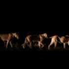 Eine Nacht mit den Löwen von South Luangwa – In der Dunkelheit leuchtet das Leben