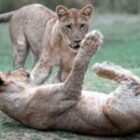 Eine Stunde Ewigkeit – Die spielenden Löwenkinder von Lower Zambezi