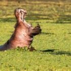 Frische Impressionen aus der Wildnis Sambias