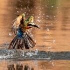 Entdecke deine Kreativität in der Wildnis: Warum unsere neue Sambia-Fotosafari unvergleichlich ist!