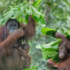Blätterschirme im Regenwald – Orang-Utans und die Magie von Borneo