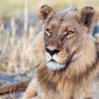 Die Löwin mit der Mähne – wenn die Natur ihre eigenen Regeln schreibt