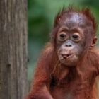 Ein Hauch von Unschuld im Dschungel von Borneo – und eine Fotoreise, die Herzen berührt