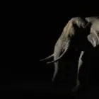 Im Schatten der Nacht – wenn Licht und Wildnis sich berühren