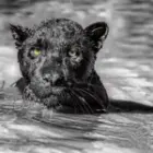 Auge in Auge mit der Seltenheit: Der schwarze Panther Brasiliens