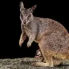 Magische Begegnungen mit Wallabys in Australien