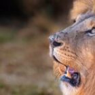 Wenn selbst der König der Tiere nicht unantastbar ist