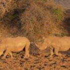 Drei frische Nashorn-Videos aus Südafrika