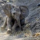 Die Herzensbrecher der Savanne – Ein Elefantenbaby verzaubert unsere Safari