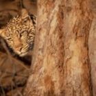 Einige frische Bilder aus Südafrika