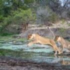 Löwen im Sprung: Ein seltener Moment in Botswanas Wildnis