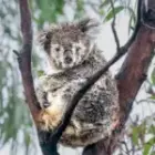 Ein nasser Morgen für einen Koala – und die Kraft des Neubeginns