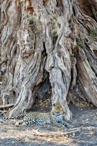 loepard fotografiert von iris-heinz auf einer fotoreise in afrika.