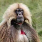 Einige frische Fotos von Äthiopiens Geladas