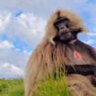 Mehr und mehr Geladas – Ein Paradies für Fotografen in den Semienbergen