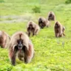 Die Könige der Semienberge: Begegnungen mit den Geladas