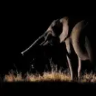 Der Elefant im Lichtkegel: Eine Nacht in der Wildnis