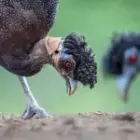 Die schrägste Dauerwelle Afrikas