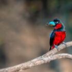 Der schwarz-rote Breitschnabel – Borneos lebendige Farbexplosion der Vogelwelt