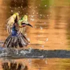 Von der Jagd nach Fleisch zur Jagd nach Licht