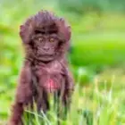 Ein Blick aus dem Gras – die stille Begegnung mit einem Baby-Gelada