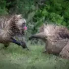 Wenn Männer streiten – eine Lektion von den Geladas