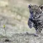 Das universelle „Oah“ – Warum Tierbabys unsere Herzen schmelzen lassen