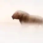 Im Sandsturm des Lebens weitergehen