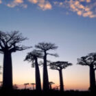 Letzte Chance: Madagaskar wartet auf dich!