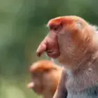 Die Nasenaffen von Borneo – König, Soldaten und Nasenalarm