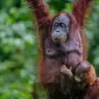 Verwobene Seelen im Regenwald