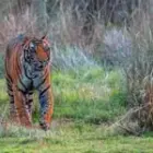 Die Jagd mit der Kamera: Erinnerungen an den Tiger