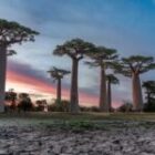 Lichtspiele zwischen den Baobabs