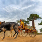 Durch die Staubpfade der Baobab-Allee