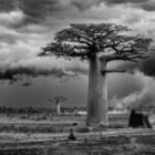 Weitere frische Baobab-Bilder aus Madagaskar