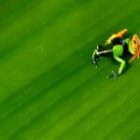 Farben, Formen und kleine Wunder im Dickicht Madagaskars