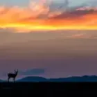 Fotoreise Sambia – Eine Fotosafari zwischen Stille, Weite und dramatischem Licht